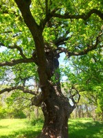 /album/fotogalerie/a8a-dsc-8405-veledub-jpg/